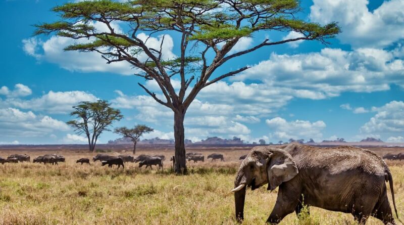 Slon v Africe